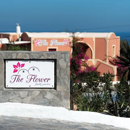 The Flower 2* Φοινικιά